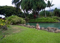 At Maui Tropical Plantation At Maui Tropical Plantation
