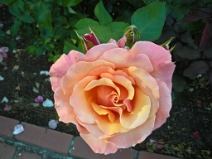 Rose Garden Rose Garden